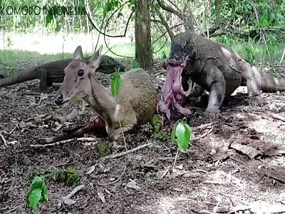 HEY MARCOCHIES, THIS IS NOT ANIMAL PLANET!