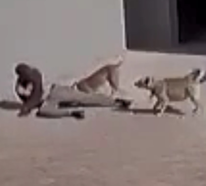  Pitbull Teach an Thief a Lesson in South Africa.