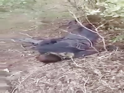 KILLING IN THE JUNGLE