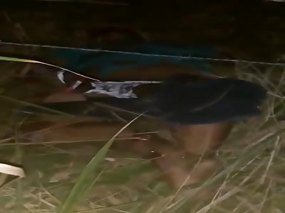 CORPSE FOUND IN THE BUSHES