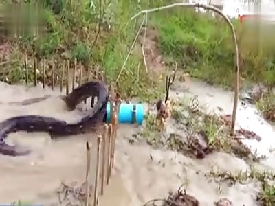 Trap Anaconda in Brazil 