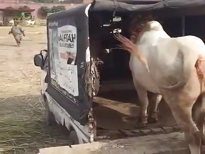 A cow kills man after Kicked.