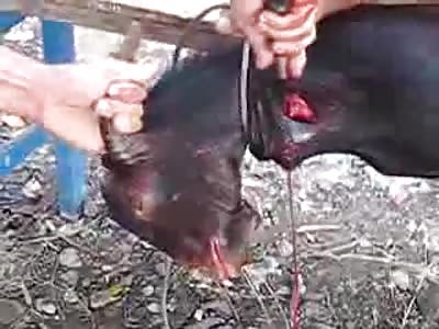 Muslims kill curry goat