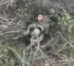 One Little Piggy Bravely Runs Away