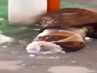 Beheaded and in the trash