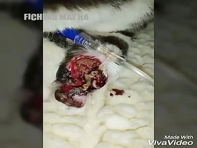 Three animals infected by myiasis