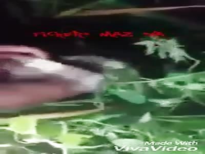 Black people are born from trees