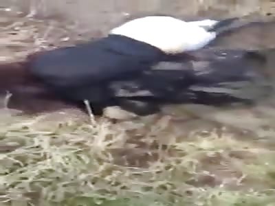 Two women fighting for love