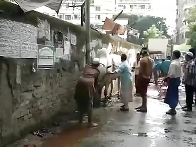 Cow furious before dying