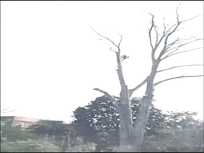 free fall from the top of the tree