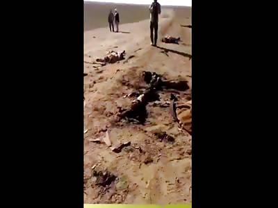 NEW: Pigs isis death in battle