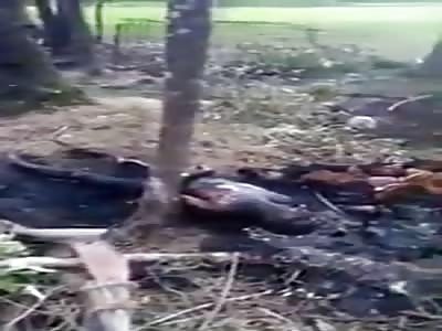 burned bodies in the forest