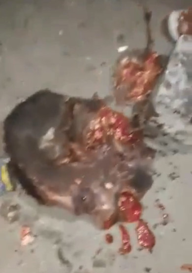 Gang Drove Through the Wrong Territory (More Footage)