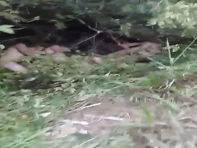 Inert bodies in meadow