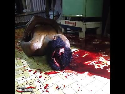 My Gore Compilation V1