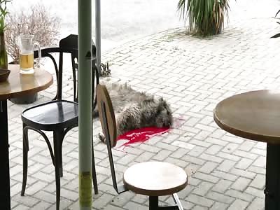 Mentally sick old man kill dog with axe in downtown city Skopje Macedonia