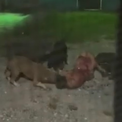 Hounds Released on Mansion Robber