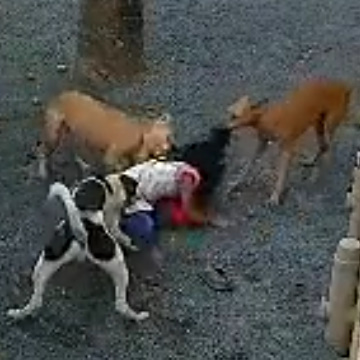 A Pack of Stray Dogs Ruthlessly Attacked An 8-Year-Old Girl In Kerala