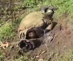Ukrainian snipers at work