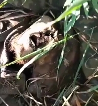 UA soldier shows a couple of fallen ORCs in the grass