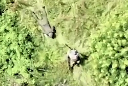 ORC drags a casualty and then surrenders to UA soldiers