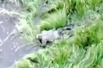 ORC crawls through the tall grass near a river