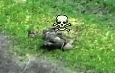 The fields are littered with corpses ORCs 