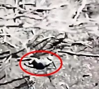 LoL: ORC gets targeted by artillery and a tree falls on him