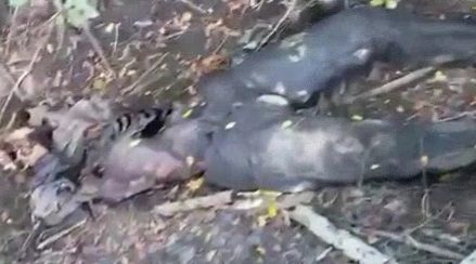 Decomposed Rotten dead body on the side of the road 