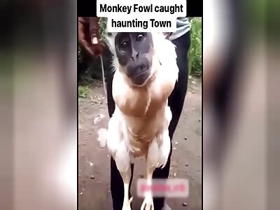 WTF?! A 'Chicken/Monkey' supposedly found in Haiti!