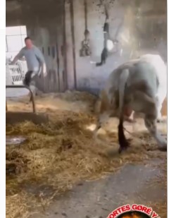 Damn it! man thrown by a monstrous bull