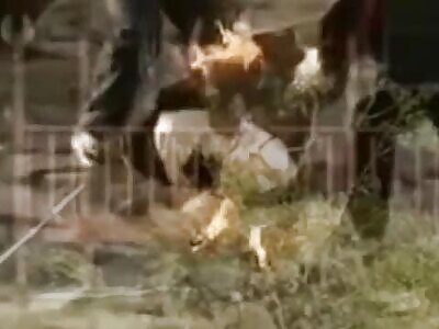 The Classics Compilation (Stars of theYNC)