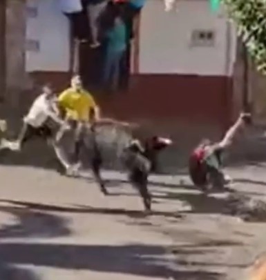 Great job bull, bulls fucking their victims in spain