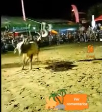 Drunk man was cruelly attacked by bull in Nicaragua