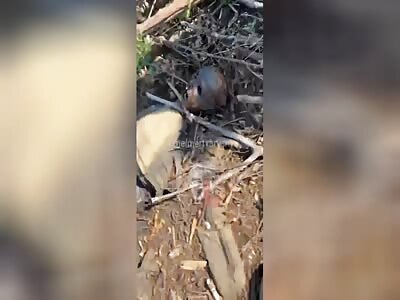 Burnt Russian corpse.