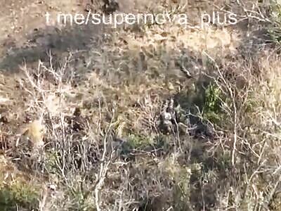 Field strewn with Russian bodies