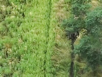 Finishing off Russians with wounded by cluster shells.