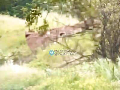 A direct hit by VOG in a Russian trench