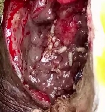 One rotten leg full of worm 