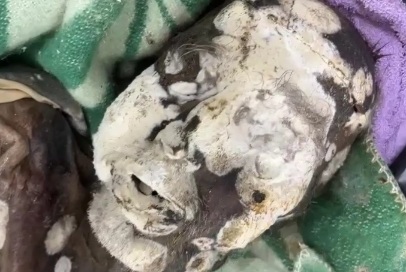 After a year woman found the lost dead body of her father in morgue 