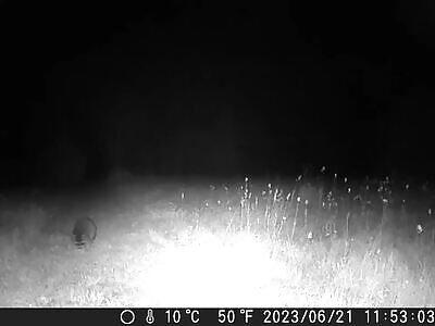 Ontario Trail Cam UFO