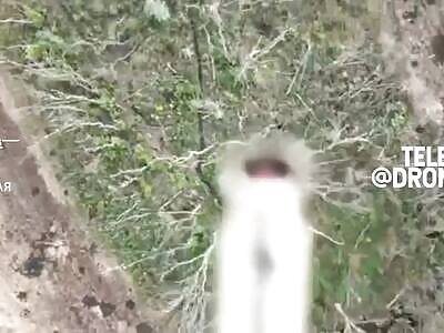 Run Forestzovsky run!