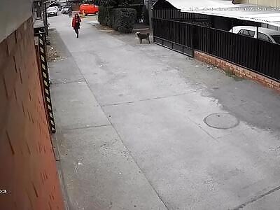 A stray dog saves a girl from being kidnapped