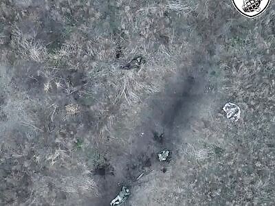 Russian possums playing dead (didn't help)