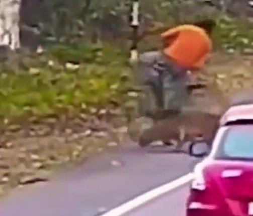 Man on bike Attacked by Mountain Lion 