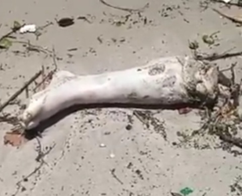 Human legs on the shore 