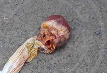 Human heart found in PICOAZÁ PORTOVIEJO, IN FRONT of the CEMETERY.