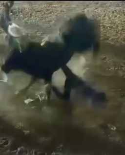 Mexican bullfighter who was cruelly trampled is in serious condition i