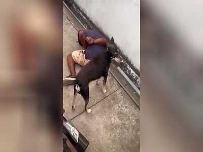 Even the dog got tired of so much crime!!! 