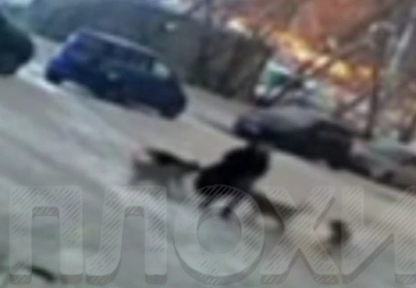 Old woman attacked by stray dogs 